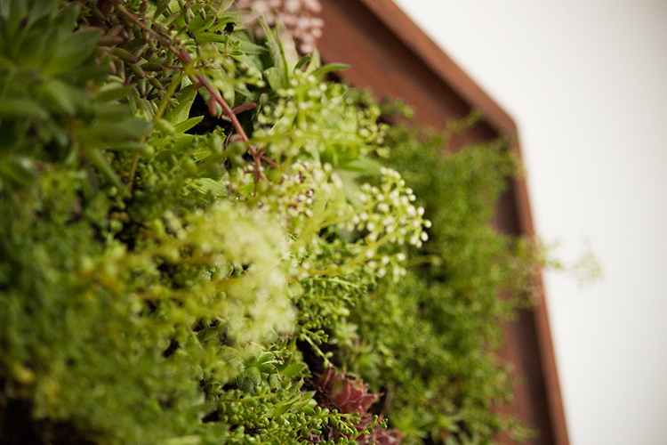 How to make a DIY vertical garden wall succulent frame