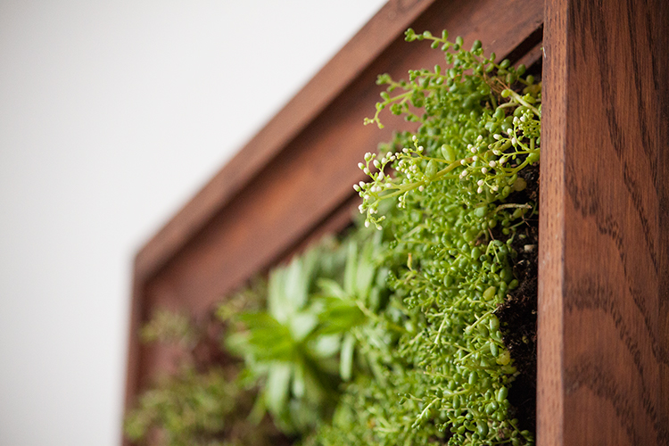 How to make a DIY vertical garden wall succulent frame
